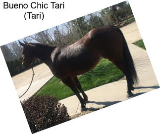 Bueno Chic Tari (Tari)