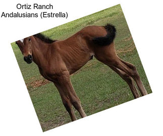 Ortiz Ranch Andalusians (Estrella)