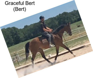 Graceful Bert (Bert)