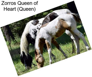 Zorros Queen of Heart (Queen)
