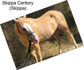 Skippa Century (Skippa)