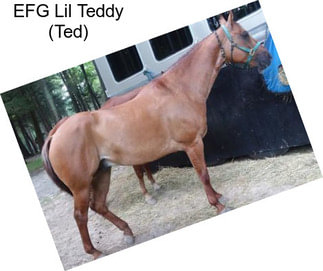 EFG Lil Teddy (Ted)