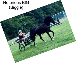 Notorious BIG (Biggie)