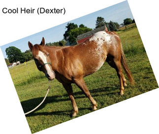 Cool Heir (Dexter)