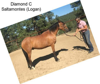Diamond C Saltamontes (Logan)