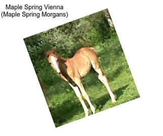 Maple Spring Vienna (Maple Spring Morgans)