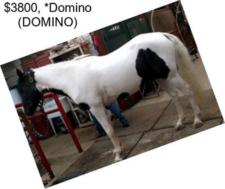 $3800, *Domino (DOMINO)