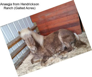 Anaegja from Hendrickson Ranch (Gaited Acres)