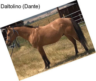 Daltolino (Dante)