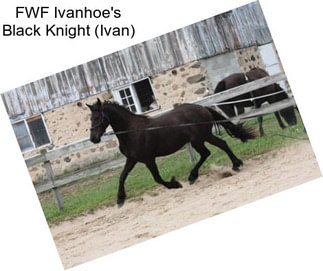 FWF Ivanhoe\'s Black Knight (Ivan)