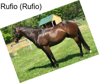 Rufio (Rufio)