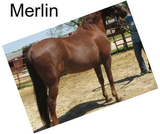 Merlin