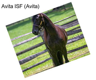 Avita ISF (Avita)