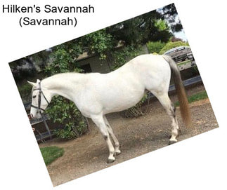 Hilken\'s Savannah (Savannah)