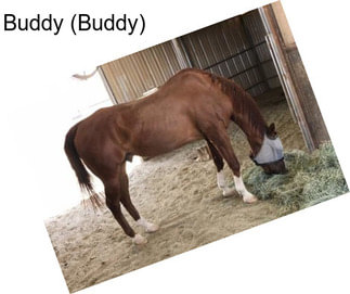 Buddy (Buddy)