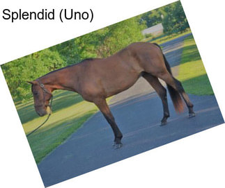 Splendid (Uno)