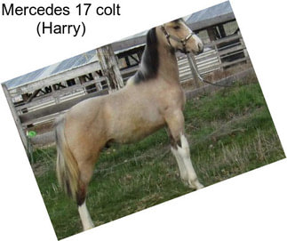 Mercedes 17 colt (Harry)