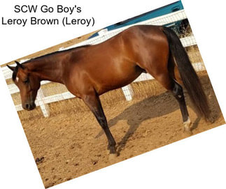 SCW Go Boy\'s Leroy Brown (Leroy)