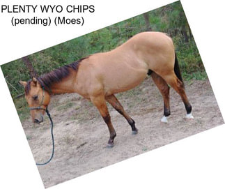 PLENTY WYO CHIPS (pending) (Moes)