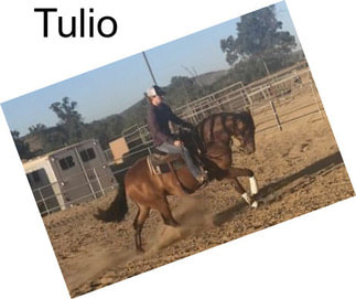 Tulio