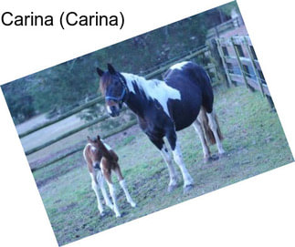 Carina (Carina)