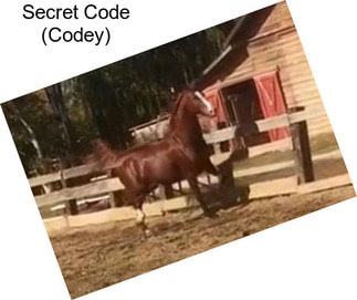 Secret Code (Codey)