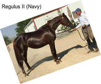 Regulus II (Navy)