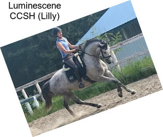 Luminescene CCSH (Lilly)