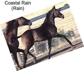 Coastal Rain (Rain)