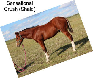 Sensational Crush (Shale)