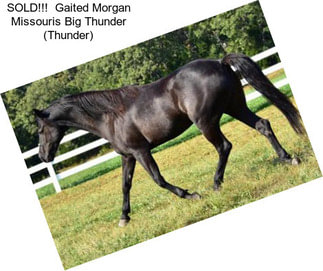 SOLD!!!  Gaited Morgan Missouris Big Thunder (Thunder)