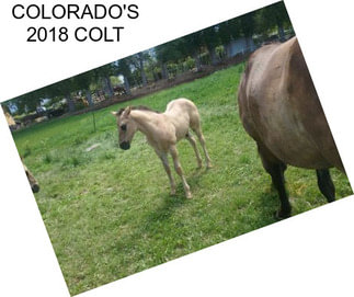 COLORADO\'S 2018 COLT