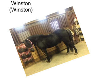 Winston (Winston)