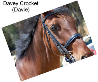 Davey Crocket (Davie)