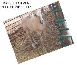 KA CEES SILVER PEPPY\'S 2018 FILLY