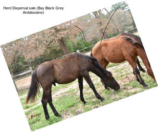 Herd Dispersal sale (Bay Black Grey Andalusians)