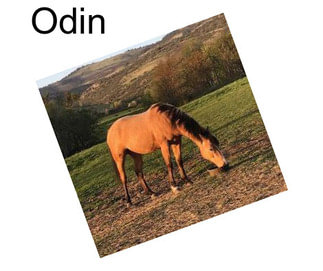 Odin