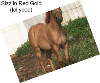 Sizzlin Red Gold (lollypop)