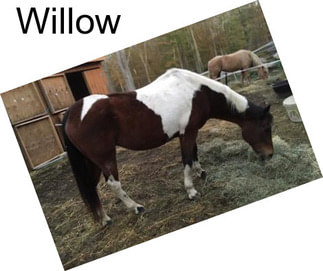 Willow