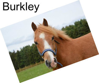 Burkley