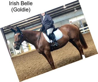 Irish Belle (Goldie)