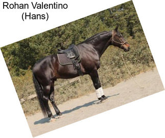 Rohan Valentino (Hans)