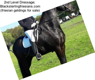 2nd Level Dressage;  Blacksterlingfriesians.com (friesian geldings for sale)