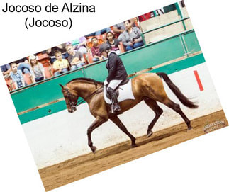 Jocoso de Alzina (Jocoso)