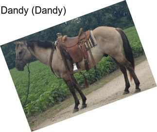 Dandy (Dandy)