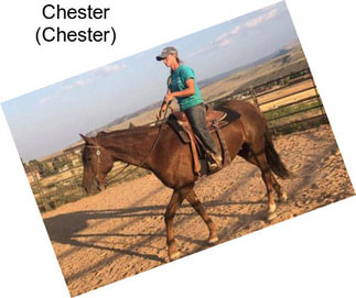 Chester (Chester)