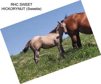 RHC SWEET HICKORYNUT (Sweetie)