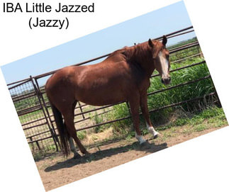 IBA Little Jazzed (Jazzy)