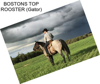 BOSTONS TOP ROOSTER (Gator)