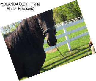 YOLANDA C.B.F. (Halle Manor Friesians)